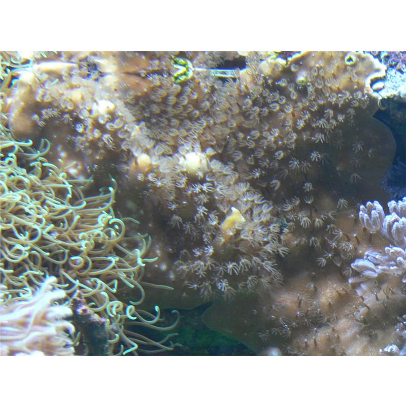 Heliopora coerulea-Frag - imagine 3